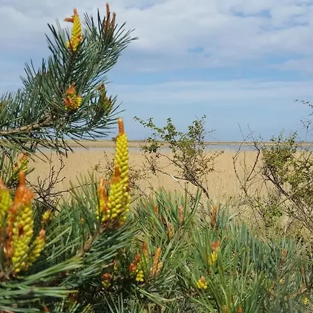 Gelbes Haus - Ostseeurlaub Bei Freunden *