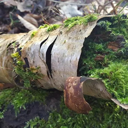 Gelbes Haus - Ostseeurlaub Bei Freunden Pruchten