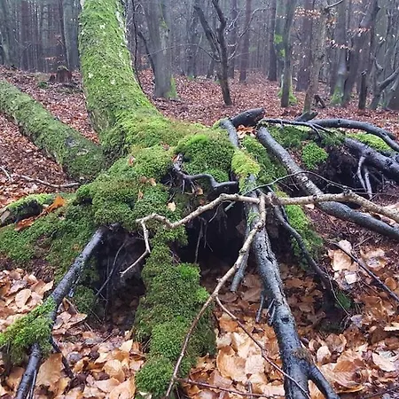 Gelbes Haus - Ostseeurlaub Bei Freunden