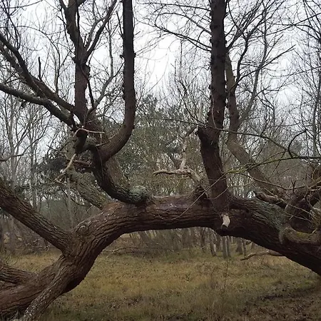 Casa de Férias Gelbes Haus - Ostseeurlaub Bei Freunden *